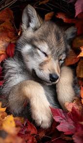 Image result for wolf cub