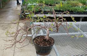 I saw a nursery sumac at a local nursery last week and it caught my eye. Rhus Trilobata Autumn Amber Three Leaf Sumac Colorado Rocky Mountain Bonsai Suiseki