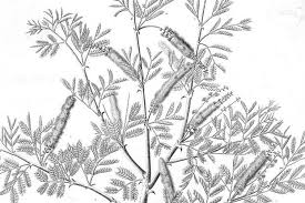 Image result for Acacia welwitschii