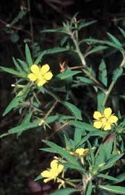 Image result for Ludwigia leptocarpa