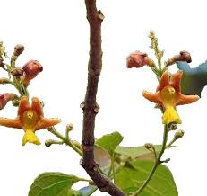 Image result for Grewia arborea