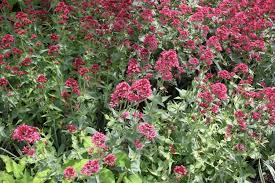 Image result for Centranthus