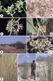 Image result for Secamone brevipes