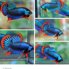 18 Likes 2 Comments Ronin Bettas Usa Roninbettas On Instagram Handsome Bright Betta Imbellis Male Arriving Early September T Ikan Cupang Binatang Ikan