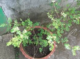 Image result for Phyllanthus fraternus