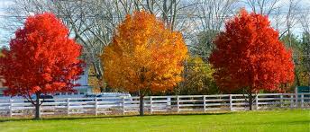 Image result for New England fall scenery