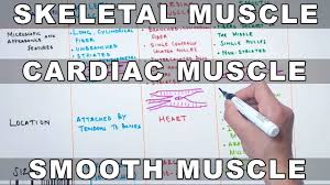 Skeletal Muscle Cardiac Muscle And Smooth Muscle Characteristics And Differences