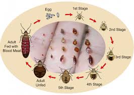 Image result for bed bugs eggs