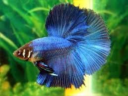 The Beauty Halfmoon Betta Halfmoon Betta Betta Betta Fish