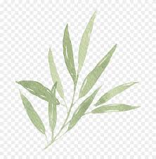 Download watercolor tropical leaves ,clipart png files. Watercolor Leaf Branch 01 Watercolor Leaves Png Transparent Free Transparent Png Clipart Images Download