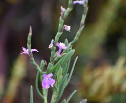 Image result for Monothecium