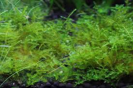 南米ウィローモスの特徴と育て方 水草動画ブログ