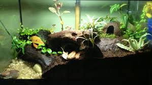 My 10 Gallon Dart Frog Vivarium Vivarium Dart Frog Vivarium Pet Life