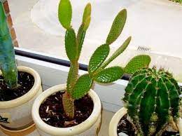 Vector image cute green cactus standing on a table top, front the illustration is available for download in high resolution quality up to 7500x7500 and in eps file format. Why Is My Cactus Drooping Or Falling Over Terrarium Planting Guide
