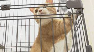 緊急事態！多頭飼育崩壊で猫38匹を保護、里親募集！ - Imagen principal del artículo