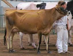 History Of Dairy Cow Breeds Jersey Msu Extension