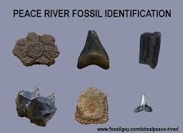 Fossilguy Com Peace River Fossil Identification