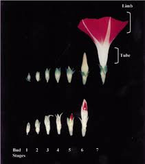 Image result for Ipomoea ephemera