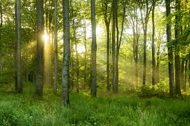 Forest Manicure Aesthetic Pruning In Central Maine Pinnacle Tree Arborists