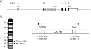 Origin, molecular description, gene associations, and references. The Aid Cre Ert2 Model A Tool For Monitoring B Cell Immune Responses And Generating Selective Hybridomas Springerlink