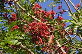 Image result for Schotia brachypetala