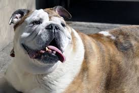 Bulldog is the name given to. English Bulldog Inbreeding Threatens Future Of The Breed Study New York Daily News