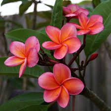 Pin On Plumeria