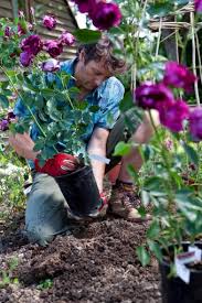 The majority of northeast ohio is in zone 6a. When Is The Best Time To Plant Roses Lovetoknow