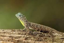 Dragon's lair houston north, houston, texas. Draco Lizards And Flying Dragons Reptiles That Glide Owlcation