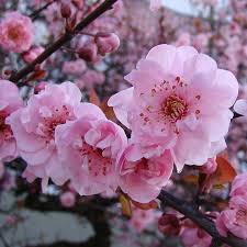 You may want to grow these remarkable flowering trees to perfume your garden and your home. Buy Blireana Ornamental Plum Tree Online Free Uk Delivery 3 Year Tree Warranty