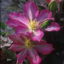 172 years of excellence · exclusive varieties · vertical gardening Clematis Vines 2019 Herbeins Garden Center Pa Lehigh Valley Nursery Landscaping