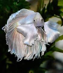 Yet Another Gorgeous Better Betta Fish Such A Lovely Blend Of Pastels I Want Him Betta Fish Betta Fish Tank Betta