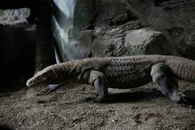 Firmamızın 2012 model mercedes travego 15 yatırımları sürüyor. Varan De Komodo Varanus Komodoensis Aufnahme Von Aquatis Aquarium Vivarium Lausanne Tripadvisor
