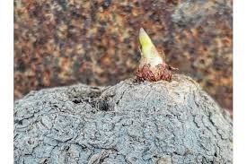 Image result for Eriospermum seineri