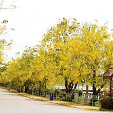 Check spelling or type a new query. Tree List Afforestation Lahore