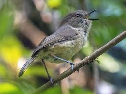 Image result for Newtonia