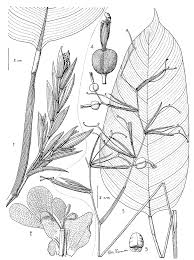 Image result for Marantochloa purpurea