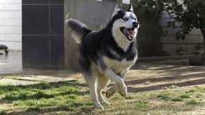 Discover which dog food your pet should consume. Best Dog Food For Huskies Top 7 In 2021 Reviewed For Puppies Adults And Seniors Animalso