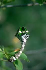 Image result for Ceropegia nilotica