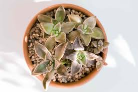 Succulents are all the rage right now. Ghost Plant Succulent Care And Growing Guide