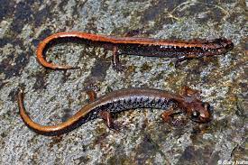Dark Phase Plethodon Vandykei Bottom With Reddish Phase Plethodon Vehiculum Western Red Backed Salamander On Top Garden Animals Aquatic Ecosystem Animals