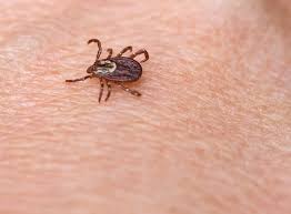 Many types of environments serve as tick habitats, depending on the specific tick vector species. What You Should Know About Wood Ticks Plunkett S Pest Control