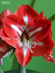 Image result for Hippeastrum