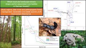 Furniture beetles are one of the many wood boring beetles that are included in the powderpost beetle group of insects. Insects Free Full Text Local And Landscape Effects On Carrion Associated Rove Beetle Coleoptera Staphylinidae Communities In German Forests Html