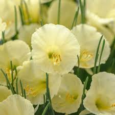 Narcissus Romieuxii Julia Jane Bulb Flowers Plant Flower Bulbs Narcissus