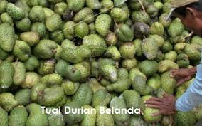 Cara tanam bunga balung ayam kali ni kak yah nak berkongsi dengan korang cara menanam dan menjaga bunga kertas atau ca. Anim Agro Technology Durian Belanda Cara Petik