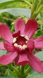 Maybe you would like to learn more about one of these? Calycanthus Floridus Aphrodite Sweetshrub Buy Uk Delivery Beautiful Flowers Unusual Plants Plants