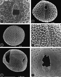 Image result for Heinsia zanzibarica