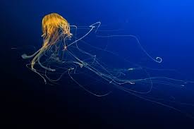 Untuk ikan hias ada jenis ikan buntal yang hidup di air tawar biasanya ikan buntal air tawar lebih cocok digabungkan dengan aquascape karena jenis ikan. Mengintip Spesies Penghuni Laut Dalam Siapakah Saja Mereka Halaman All Kompas Com