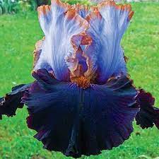 Tall Bearded German Iris Edge Of The World Can Be Found At Kvbwholesale Com Iris Flowers Iris Garden Bearded Iris